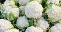 Цвітна капуста - сорти, вирощування та догляд, Будиночок у Селищі догляд