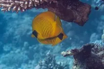єгипетському
