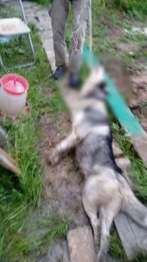 Дачники жорстоко стратили хаскі Харві на очах у дітей дачники