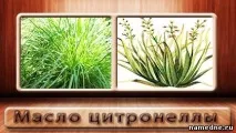 Ефірна олія Цитронели в народній медицині - Ефірні олії - Різне - Народні рецепти - NAMEDNE олія