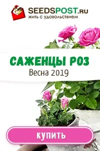 Ялинки - особистий досвід вирощування на садовій ділянці ялинки