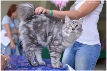 Етапи розвитку кошенят, Зірка Курил кошенят