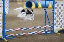 agility