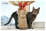 Фото котів та кошенят різних порід котів