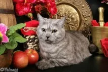 Фото котів та кошенят різних порід котів