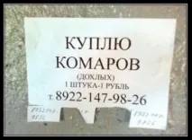 Фото комарів, Комари комарів