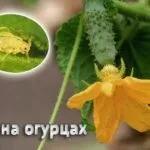 Фунгіцид Хорус інструкція із застосування та витрата застосування