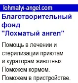 Гемобартонельоз, або інфекційна анемія кішок анемія