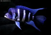 Фронтоза, Королева Танганьїки (Cyphotilapia frontosa) фронтоза