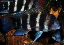 Фронтоза, Королева Танганьїки (Cyphotilapia frontosa) танганьїки