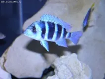 Фронтоза, Королева Танганьїки (Cyphotilapia frontosa) танганьїки