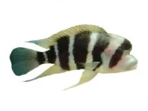 cyphotilapia