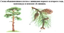 Голосонасінні рослини голосонасінні