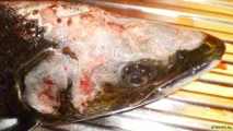 Генно-модифікований лосось та хімічні отрути в продуктах на полицях супермаркетів, Рамі Блект лосось