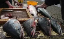 Генно-модифікований лосось та хімічні отрути в продуктах на полицях супермаркетів, Рамі Блект лосось