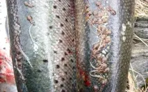 Генно-модифікований лосось та хімічні отрути в продуктах на полицях супермаркетів, Рамі Блект отрути