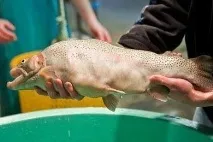 Генно-модифікований лосось та хімічні отрути в продуктах на полицях супермаркетів, Рамі Блект хімічні