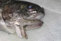 Генно-модифікований лосось та хімічні отрути в продуктах на полицях супермаркетів, Рамі Блект лосось