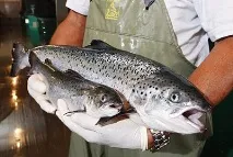 Генно-модифікований лосось та хімічні отрути в продуктах на полицях супермаркетів, Рамі Блект отрути