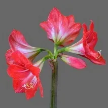 Hippeastrum