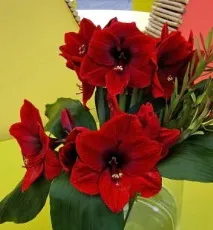 hippeastrum