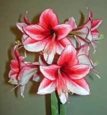 hippeastrum