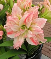 hippeastrum