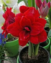 hippeastrum