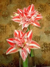 hippeastrum