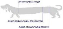 Гіпоглікемія у собак дрібних порід. зубів