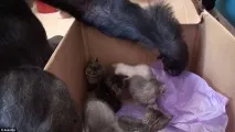 Горила Коко та кошеня зворушливі фото та відео кошеня