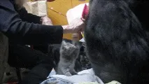 Горила Коко та кошеня зворушливі фото та відео зворушливі