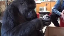 Горила Коко та кошеня зворушливі фото та відео зворушливі