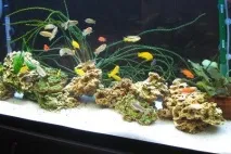 Грунт для акваріума різновиду, правила вибору, зміст акваріума