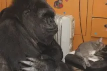 Горила Коко та кошеня зворушливі фото та відео коко