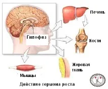 мускулите