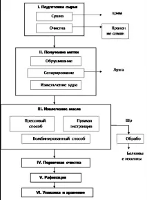 Гірчиця представлена трьома видами біла (Sinapis alba), сиза або сарептська (Sinapis juncea), і ч трьома