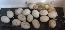 Інкубація індичих яєць у домашніх умовах домашніх