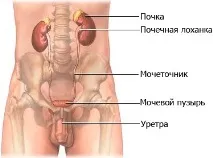 Інфекція сечовивідних шляхів у чоловіків похилого віку похилого
