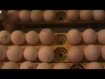 Інкубація індичих яєць у домашніх умовах яєць