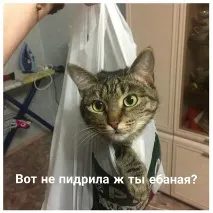 Інструкція 5 простих кроків для упіймання кота простих