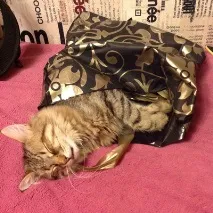 Інструкція 5 простих кроків для упіймання кота Пункт