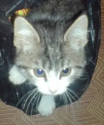 Інструкція 5 простих кроків для упіймання кота кота