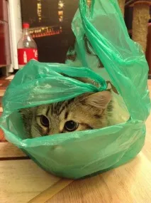 Інструкція 5 простих кроків для упіймання кота Пункт