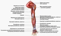 Як швидко накачати руки дівчині - Як накачатися вдома та в залі накачати