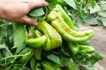 Яке насіння гострого перцю варто вибрати - найкращі сорти вибрати