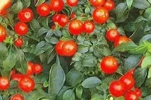 Яке насіння гострого перцю варто вибрати - найкращі сорти насіння