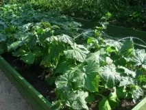 Як уникнути помилок при догляді за огірками у відкритому ґрунті, Дача Садівника помилок