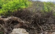 Яке дерево найнебезпечніше (отруйне) у світі цього