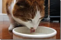 Як п’є кішка, SOFTMIXER води